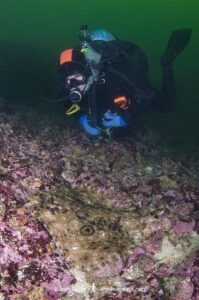 Pacific Starry skate, Caliraja stellulata, previously Beringraja stellulata. Aka Prickly Skate or Rock Skate. Barkley Sound, Vancouver Island, British Columbia, Canada, North Pacific Ocean.