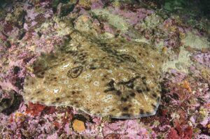 Pacific Starry skate, Caliraja stellulata, previously Beringraja stellulata. Aka Prickly Skate or Rock Skate. Barkley Sound, Vancouver Island, British Columbia, Canada, North Pacific Ocean.