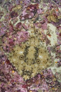 Pacific Starry skate, Caliraja stellulata, previously Beringraja stellulata. Aka Prickly Skate or Rock Skate. Barkley Sound, Vancouver Island, British Columbia, Canada, North Pacific Ocean.