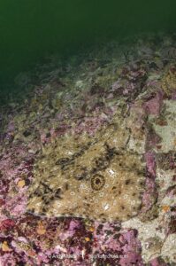 Pacific Starry skate, Caliraja stellulata, previously Beringraja stellulata. Aka Prickly Skate or Rock Skate. Barkley Sound, Vancouver Island, British Columbia, Canada, North Pacific Ocean.