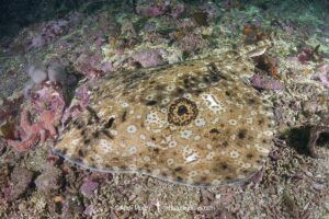 Pacific Starry skate, Caliraja stellulata, previously Beringraja stellulata. Aka Prickly Skate or Rock Skate. Barkley Sound, Vancouver Island, British Columbia, Canada, North Pacific Ocean.