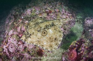 Pacific Starry skate, Caliraja stellulata, previously Beringraja stellulata. Aka Prickly Skate or Rock Skate. Barkley Sound, Vancouver Island, British Columbia, Canada, North Pacific Ocean.