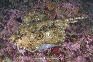 Pacific Starry skate, Caliraja stellulata, previously Beringraja stellulata. Aka Prickly Skate or Rock Skate. Barkley Sound, Vancouver Island, British Columbia, Canada, North Pacific Ocean.