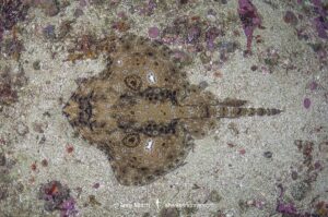 Pacific Starry skate, Caliraja stellulata, previously Beringraja stellulata. Aka Prickly Skate or Rock Skate. Barkley Sound, Vancouver Island, British Columbia, Canada, North Pacific Ocean.