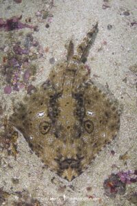 Pacific Starry skate, Caliraja stellulata, previously Beringraja stellulata. Aka Prickly Skate or Rock Skate. Barkley Sound, Vancouver Island, British Columbia, Canada, North Pacific Ocean.
