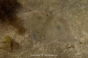 Rasptail Skate, Rostroraja velezi. Previously Raja velezi. La Paz Bay, Sea of Cortez, Baja, Mexico.