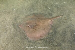 Rogers’ Round Ray, Urotrygon rogersi, aka. thorny roundray and lined roundray. Punta Chame, Panama, Eastern Pacific Ocean.