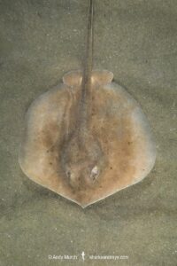 Rogers’ Round Ray, Urotrygon rogersi, aka. thorny roundray and lined roundray. Punta Chame, Panama, Eastern Pacific Ocean.