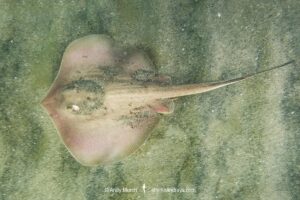 Rogers’ Round Ray, Urotrygon rogersi, aka. thorny roundray and lined roundray. Punta Chame, Panama, Eastern Pacific Ocean.
