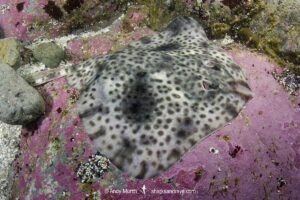 Shorttail Fanskate, Sympterygia brevicaudata, Las Tacas, Coquimbo, Central Chile, Eastern South Pacific.
