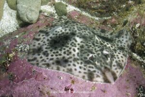 Shorttail Fanskate, Sympterygia brevicaudata, Las Tacas, Coquimbo, Central Chile, Eastern South Pacific.