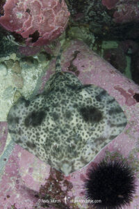 Shorttail Fanskate, Sympterygia brevicaudata, Las Tacas, Coquimbo, Central Chile, Eastern South Pacific.