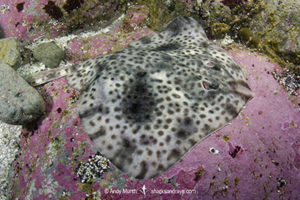 Shorttail Fanskate, Sympterygia brevicaudata, Las Tacas, Coquimbo, Central Chile, Eastern South Pacific.