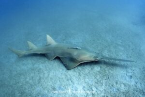 Smalltooth Sawfish, Pristis pectinata, Jupiter Inlet, Florida, Atlantic Ocean.