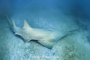Smalltooth Sawfish, Pristis pectinata, Jupiter Inlet, Florida, Atlantic Ocean.
