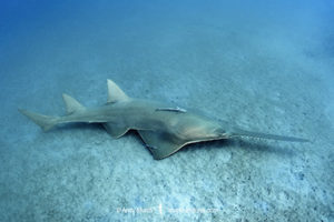 Smalltooth Sawfish, Pristis pectinata, Jupiter Inlet, Florida, Atlantic Ocean.