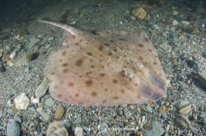 Smooth Skate, Malacoraja senta. Georges Bank, Rhode Island, North Atlantic Ocean.