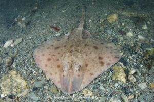 Smooth Skate, Malacoraja senta. Georges Bank, Rhode Island, North Atlantic Ocean.
