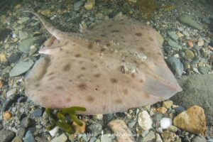 Smooth Skate, Malacoraja senta. Georges Bank, Rhode Island, North Atlantic Ocean.