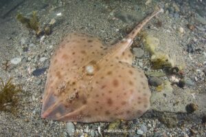 Smooth Skate, Malacoraja senta. Georges Bank, Rhode Island, North Atlantic Ocean.