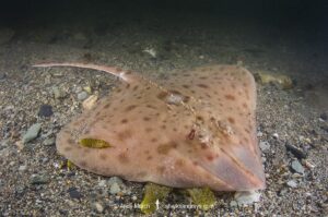 Smooth Skate, Malacoraja senta. Georges Bank, Rhode Island, North Atlantic Ocean.