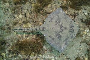 Thornback Skate, Raja clavata. Aka thornback ray. Helford River, Cornwall, United Kingdom, North Atlantic.