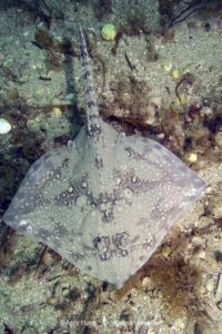 Thornback Skate, Raja clavata. Aka thornback ray. Helford River, Cornwall, United Kingdom, North Atlantic.