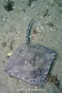 Thornback Skate, Raja clavata. Aka thornback ray. Helford River, Cornwall, United Kingdom, North Atlantic.