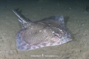 Thornback Skate, Raja clavata. Aka thornback ray. Namsen fjord or Namsenfjorden, Norway, North Atlantic.