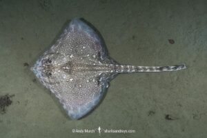 Thornback Skate, Raja clavata. Aka thornback ray. Namsen fjord or Namsenfjorden, Norway, North Atlantic.