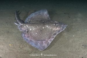 Thornback Skate, Raja clavata. Aka thornback ray. Namsen fjord or Namsenfjorden, Norway, North Atlantic.