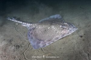 Thornback Skate, Raja clavata. Aka thornback ray. Namsen fjord or Namsenfjorden, Norway, North Atlantic.