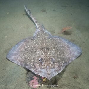 Thornback Skate, Raja clavata. Aka thornback ray. Namsen fjord or Namsenfjorden, Norway, North Atlantic.