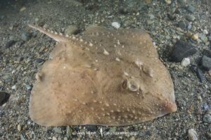 Thorny skate, Amblyraja radiata. Aka starry ray. Rhode Island, North Atlantic Ocean.