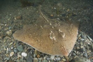 Thorny skate, Amblyraja radiata. Aka starry ray. Rhode Island, North Atlantic Ocean.
