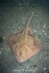 Thorny skate, Amblyraja radiata. Aka starry ray. Rhode Island, North Atlantic Ocean.