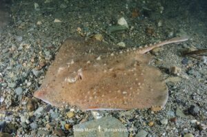 Thorny skate, Amblyraja radiata. Aka starry ray. Rhode Island, North Atlantic Ocean.