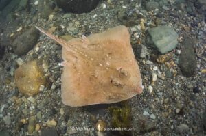 Thorny skate, Amblyraja radiata. Aka starry ray. Rhode Island, North Atlantic Ocean.