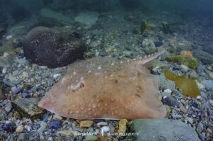 Thorny skate, Amblyraja radiata. Aka starry ray. Rhode Island, North Atlantic Ocean.
