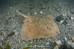 Thorny Skate