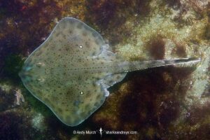 Winter Skate, Leucoraja ocellata, Cape Ann Peninsula, Massachusetts, USA, North Atlantic Ocean.