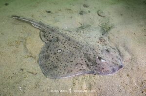 Winter Skate, Leucoraja ocellata, Cape Ann Peninsula, Massachusetts, USA, North Atlantic Ocean.