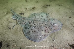Winter Skate, Leucoraja ocellata, Cape Ann Peninsula, Massachusetts, USA, North Atlantic Ocean.