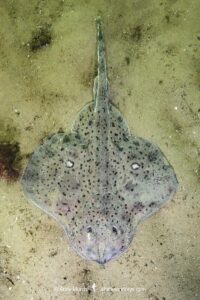 Winter Skate, Leucoraja ocellata, Cape Ann Peninsula, Massachusetts, USA, North Atlantic Ocean.