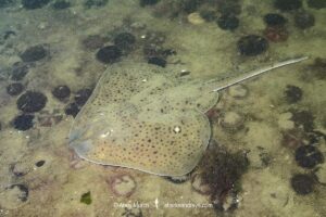 Winter Skate, Leucoraja ocellata, Cape Ann Peninsula, Massachusetts, USA, North Atlantic Ocean.