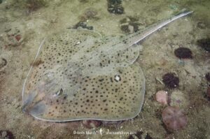 Winter Skate, Leucoraja ocellata, Cape Ann Peninsula, Massachusetts, USA, North Atlantic Ocean.