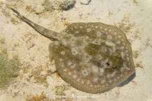 Yellow Spotted Stingray, Urobatis jamaicensis. Aka yellow round ray. Grand Cayman, Cayman Islands, West Indies.