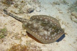 Yellow Spotted Stingray, Urobatis jamaicensis. Aka yellow round ray. Grand Cayman, Cayman Islands, West Indies.