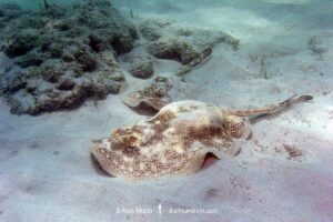 Yellow Spotted Stingray, Urobatis jamaicensis. Aka yellow round ray. Grand Cayman, Cayman Islands, West Indies.