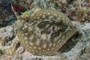 Yellow Spotted Stingray, Urobatis jamaicensis. Aka yellow round ray. Triangle Rocks, South Bimini Island, Bahamas.